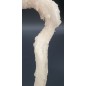 Selenite in Ram's Horn form