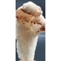 Selenite in Ram's Horn form