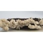 Gaitite with white Calcite