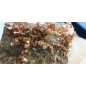 Vanadinite Complex