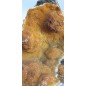 Botryoid Smithsonite with Selenite (Gypsum)