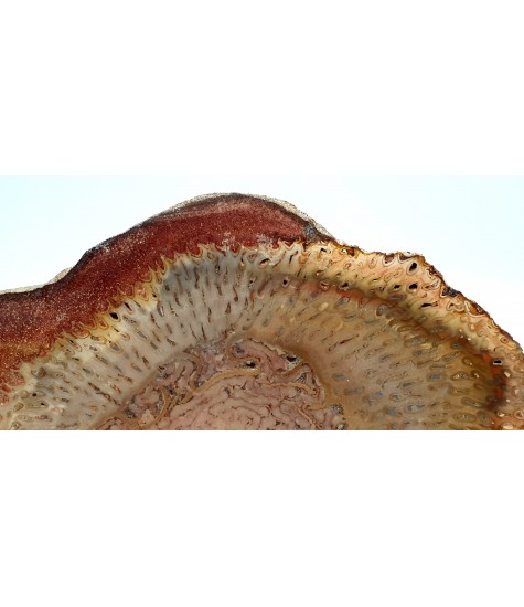 Απολιθωμένο ξύλο ''SOLD''