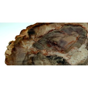 Petrified wood