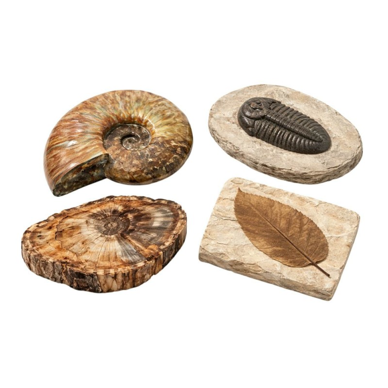 Απολιθώματα – Αυθεντικά Συλλεκτικά Κομμάτια | Iaspis TC