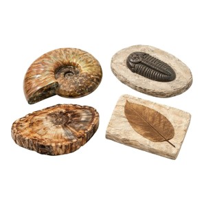 Απολιθώματα